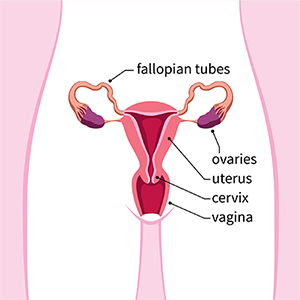 What to Know About the 5 Main Gynecologic Cancers